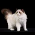 Persian Cat: The Royalty of the Cat World