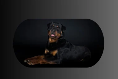 The Rottweiler: A Gentle Giant with a Big Heart